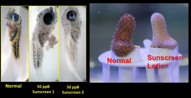 This slide shown during a panel discussion shows the effects of sunscreen with oxybenzone on a normal dottyback fish, at left, and coral, at right.